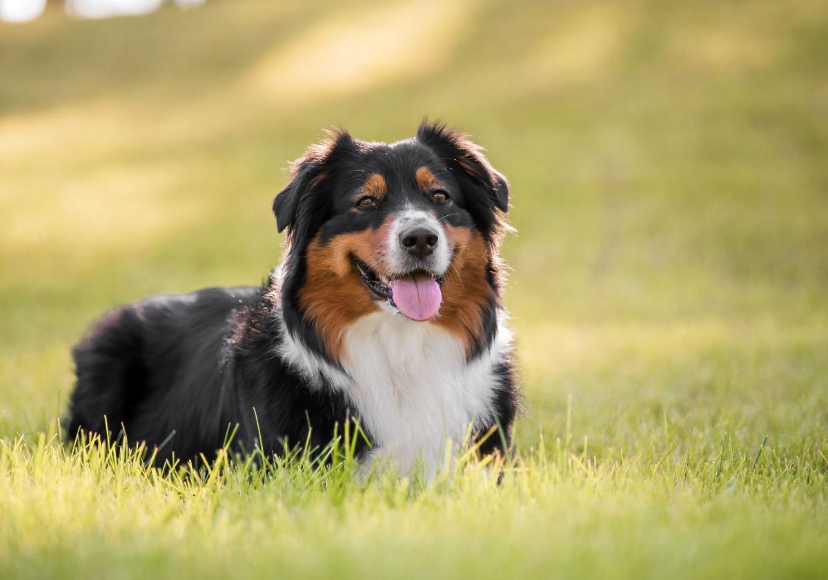Berger Australien allongé dans l'herbe