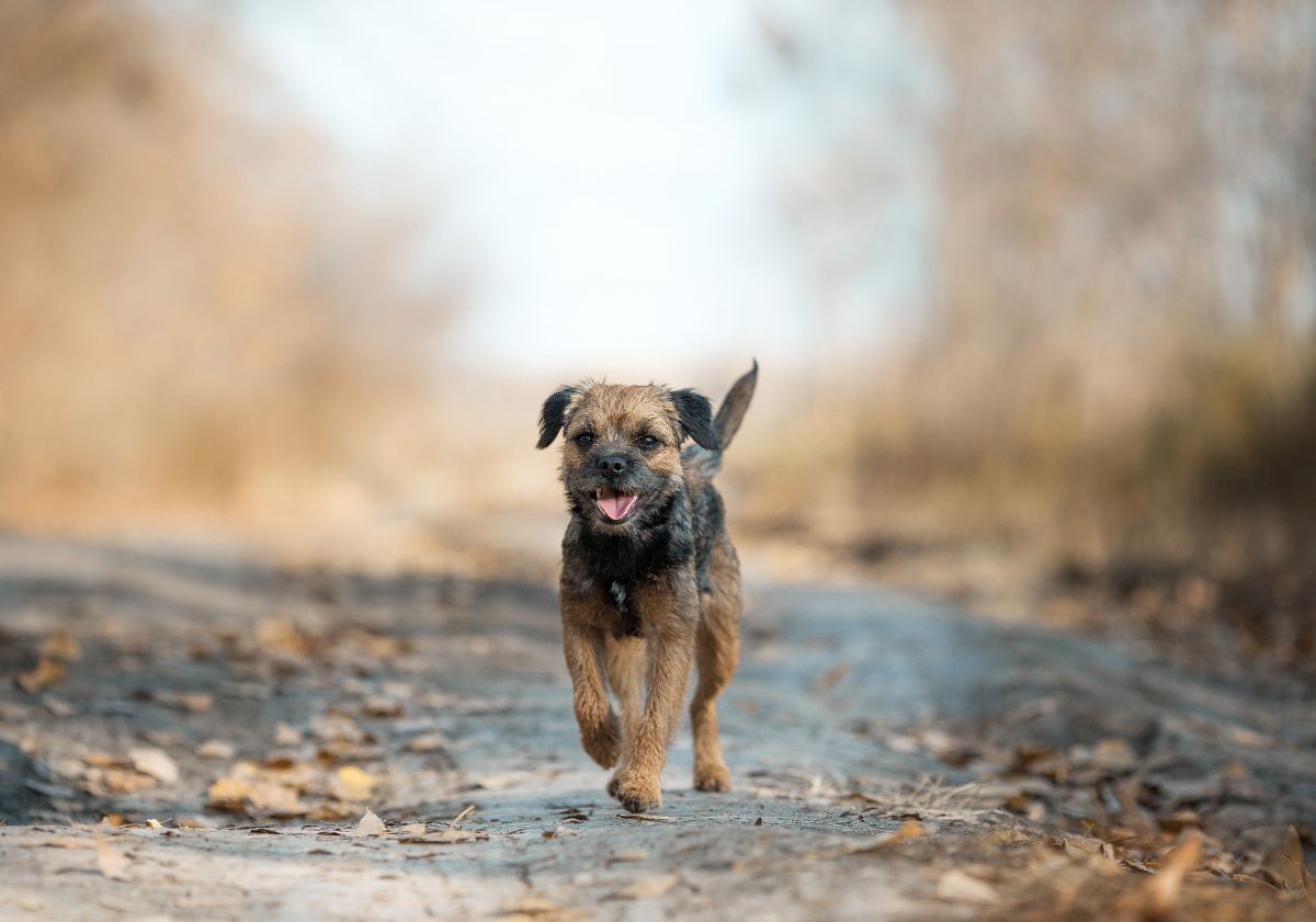 border terrier sur la route
