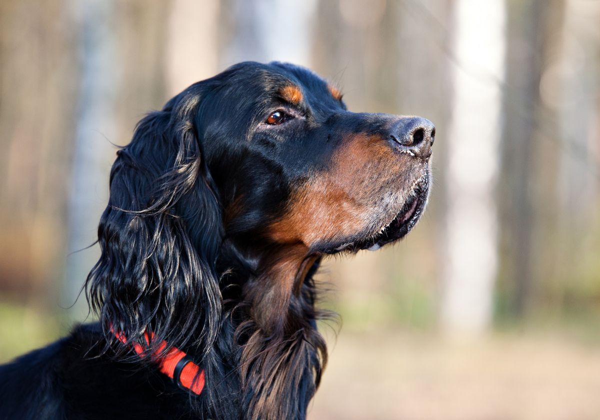 setter gordon regardant à droite