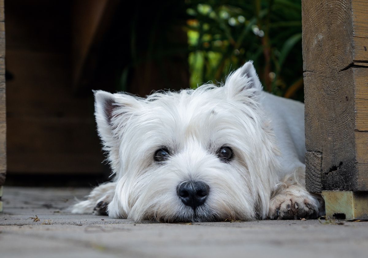 westie allongé en extérieur 