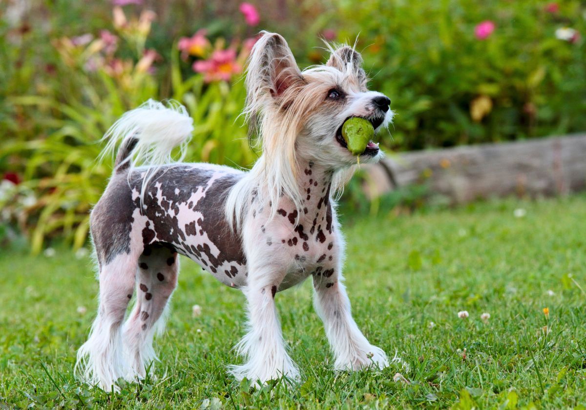 chien chinois à crète jouant avec une balle de tennis