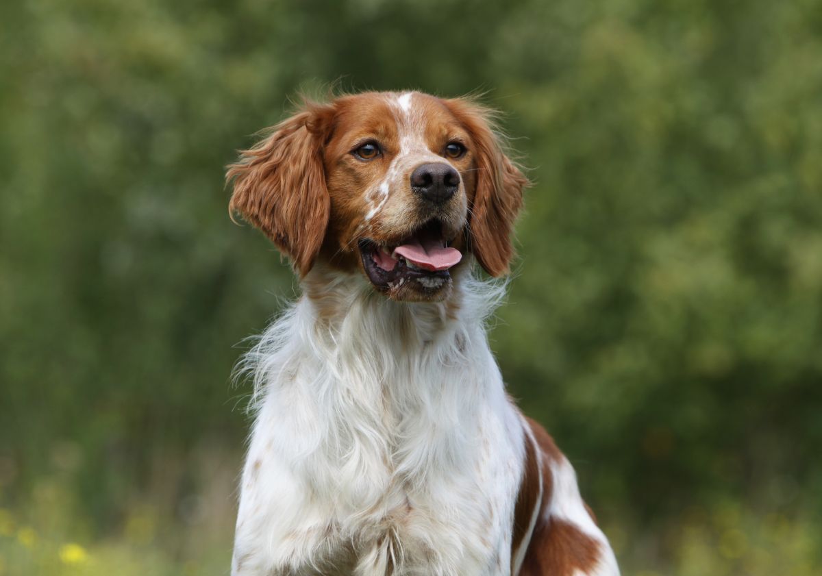 épagneul breton à l'extérieur