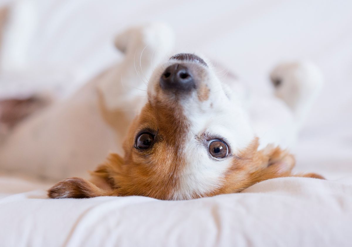 chien beige et blanc allongé sur le dos sur un lit
