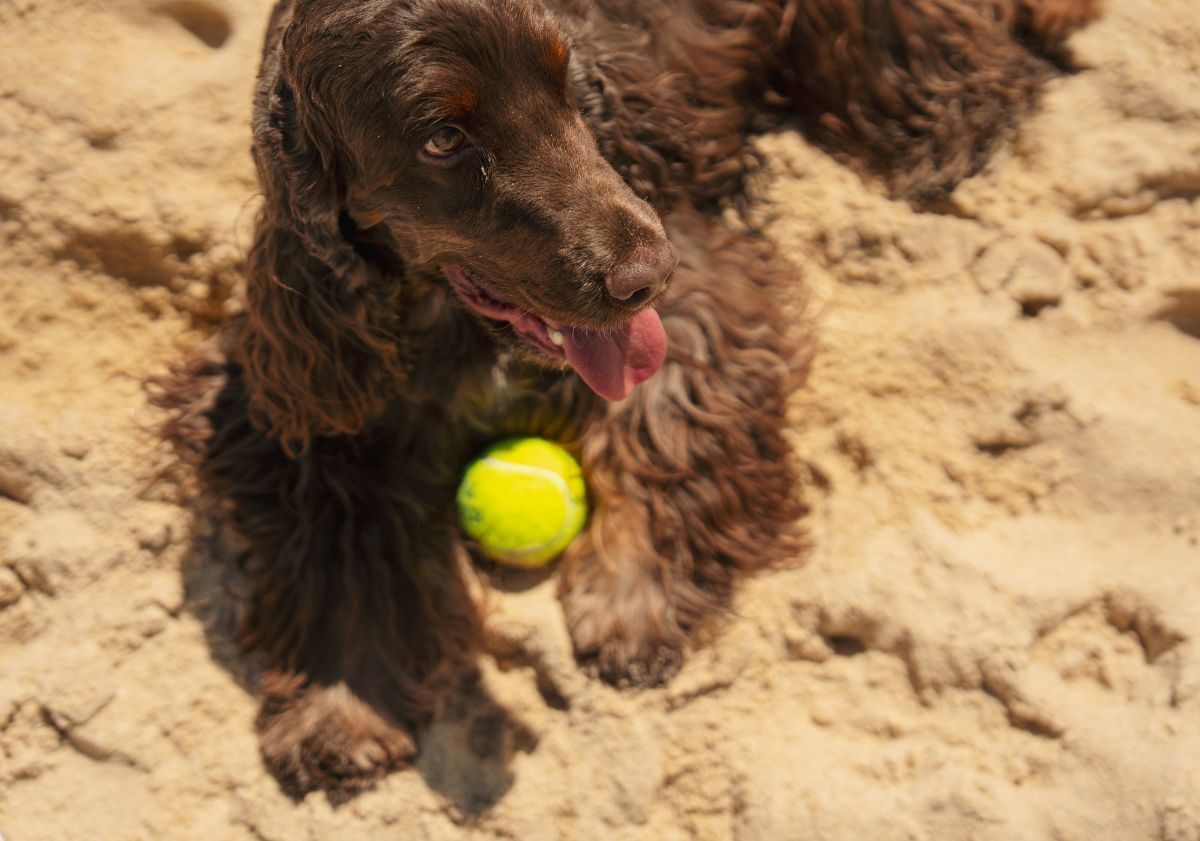chien cocker marron sur le sable avec une balle de tennis