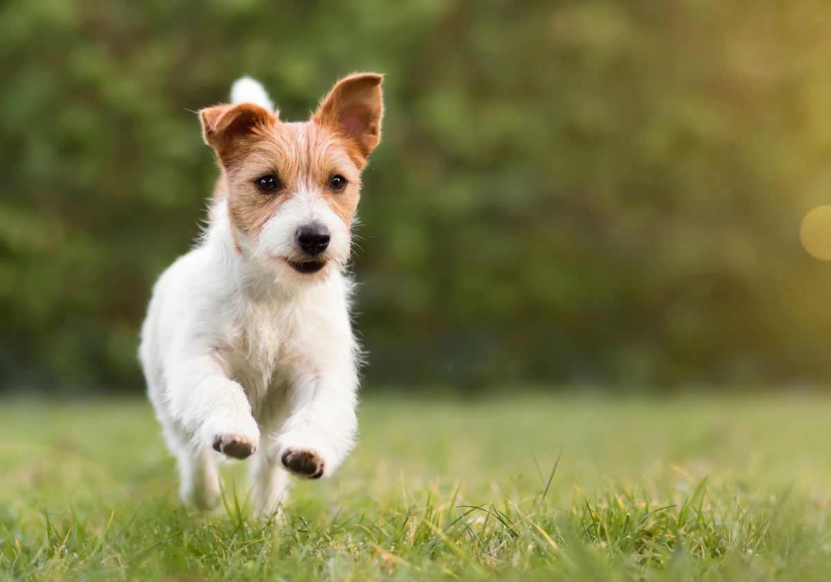 chien bicolore courant dans l'herbe