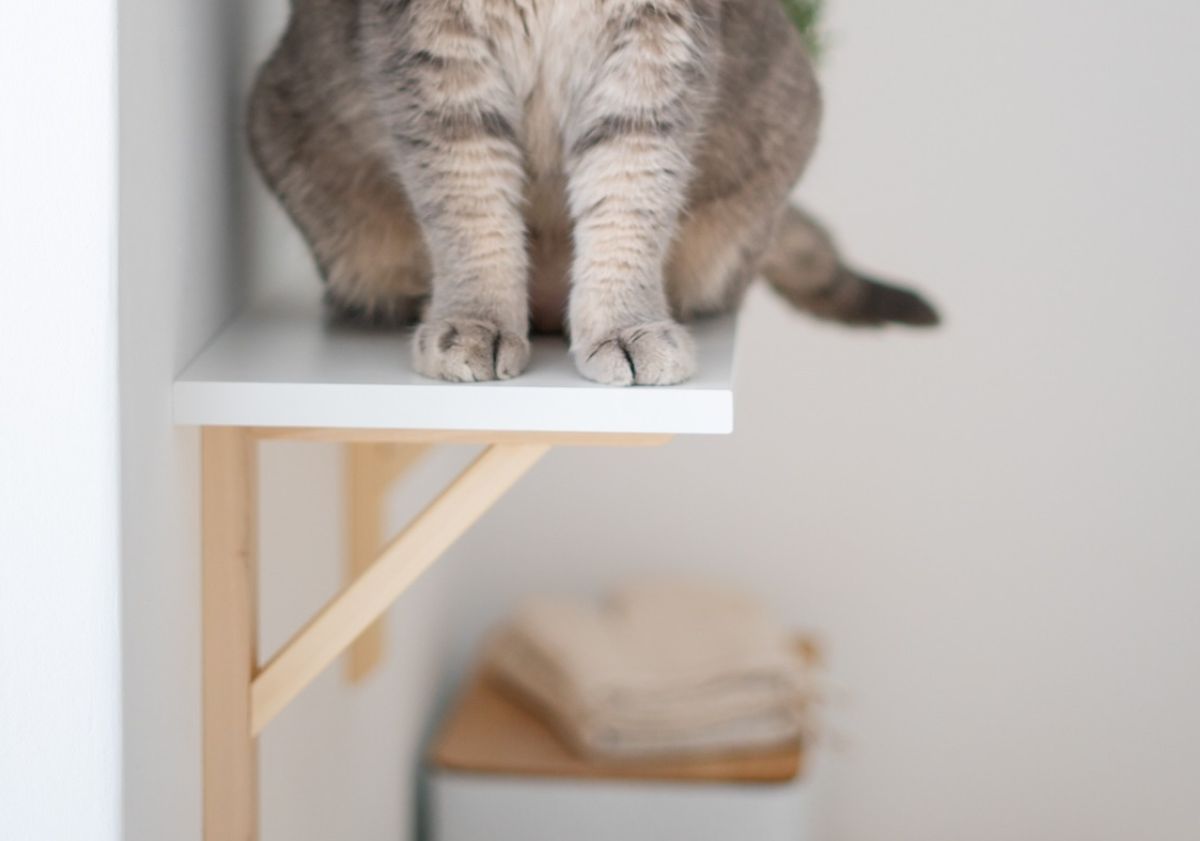 pattes de chat sur une étagère