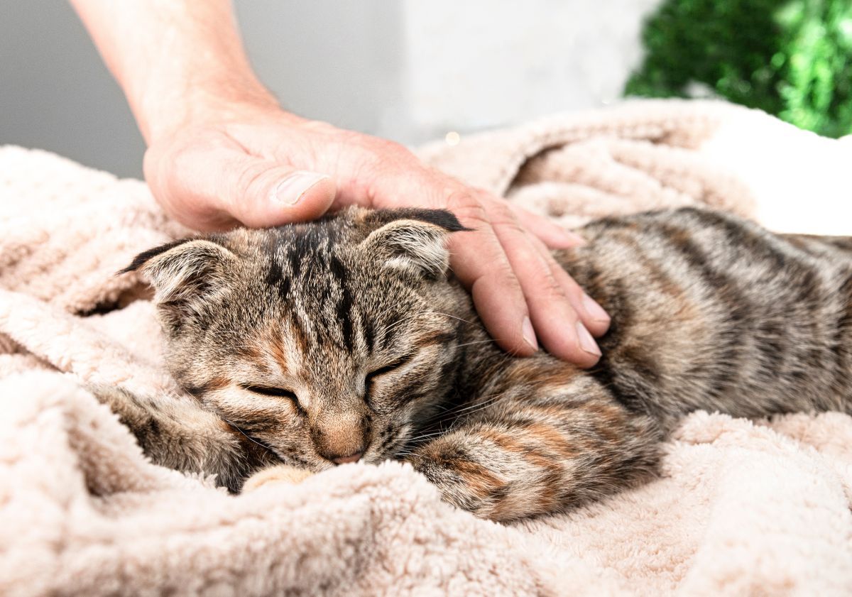 chat tabby allongé dans un plaid