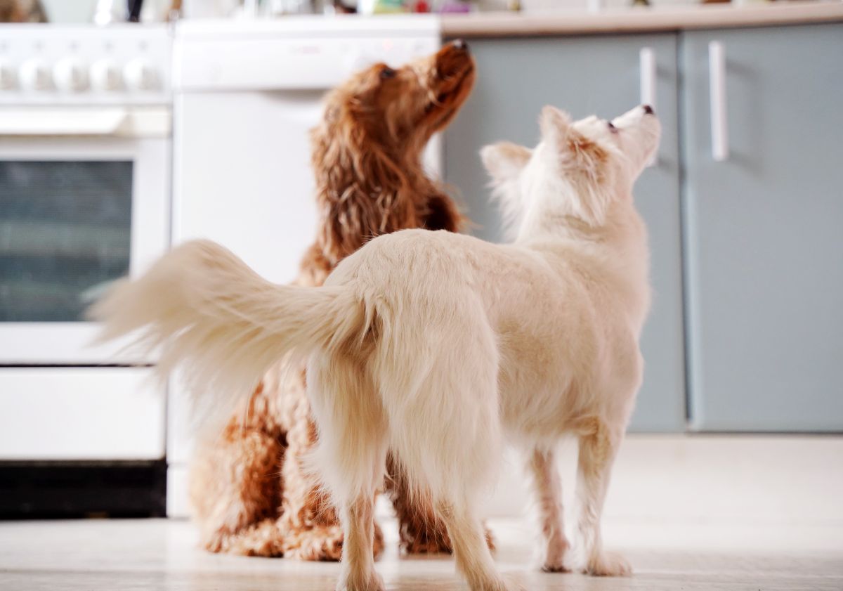 deux chien dans la cuisine