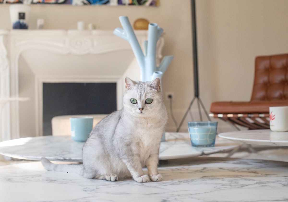 chat blanc et gris aux yeux verts assis