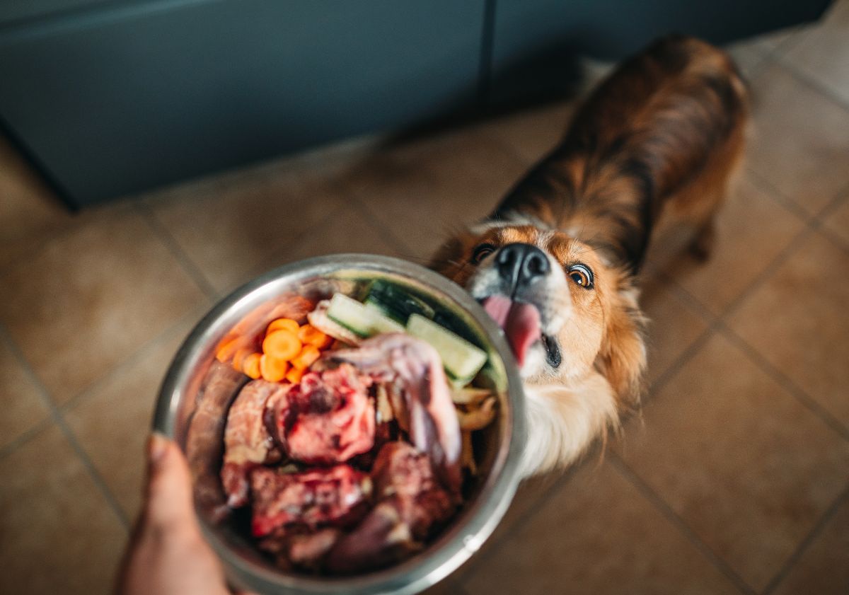 chien recevant sa gamelle de BARF