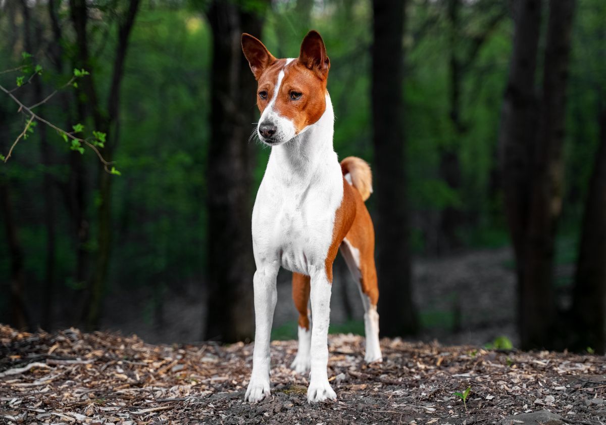 chien basenji bicolore dans la forêt