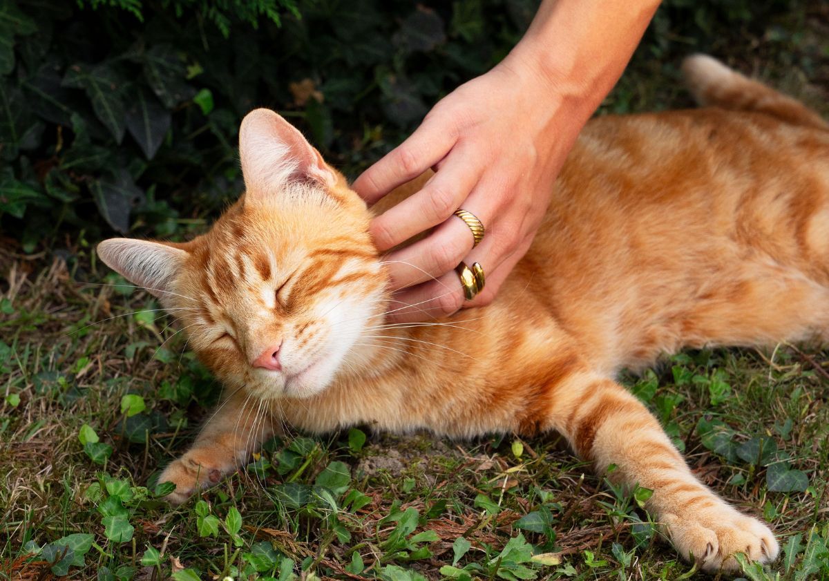 chat roux tabby se faisant caresser dans l'herbe