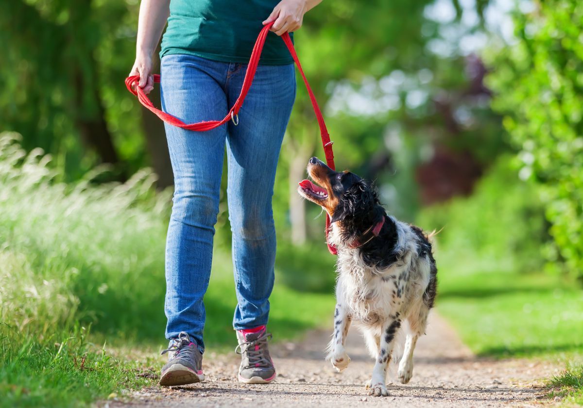 chien en promenade avec sa maîtresse sur un chemin de terre