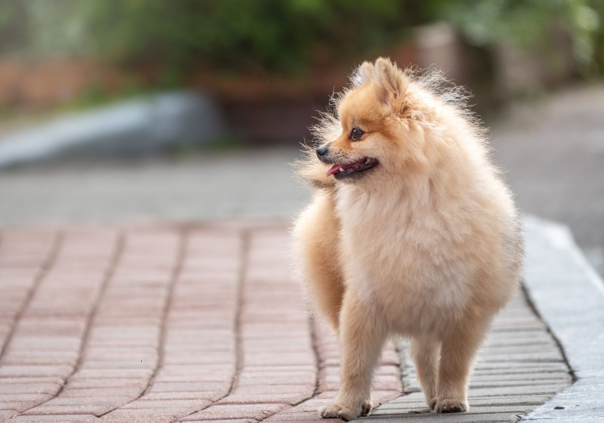 spitz allemand beige sur des pavés en extérieur tourné vers la gauche