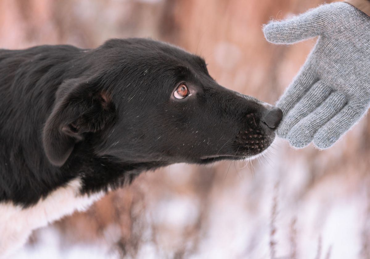 chien noir sentant un gant dans la neige