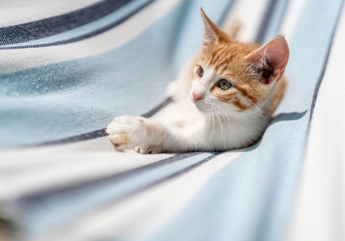 chaton sur un transat