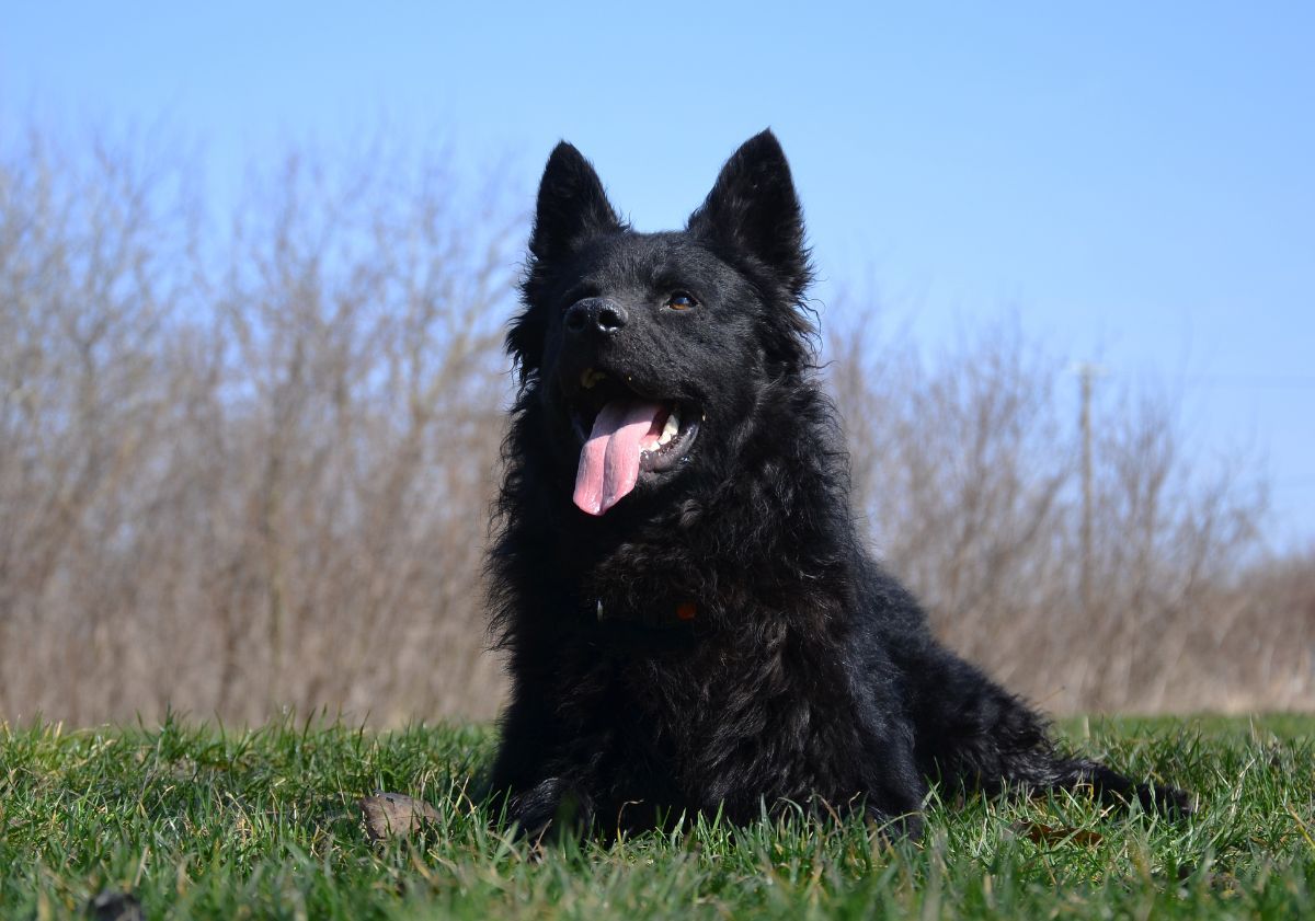 Berger allemand noir dans l'herbe