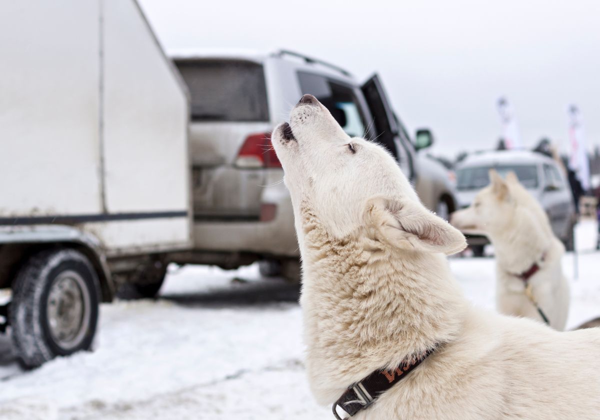 deux chiens blancs hurlant dans la neige