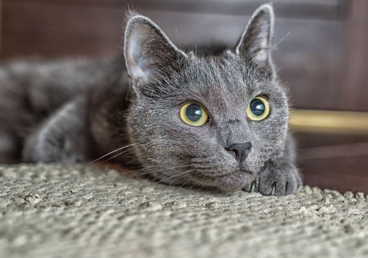 chat leu russe allongé sur un tapis