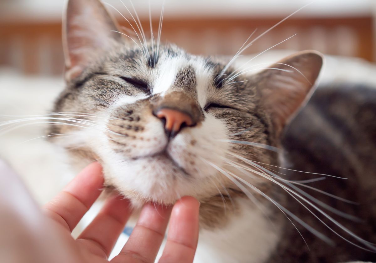 chat tabby et blanc se faisant caresser