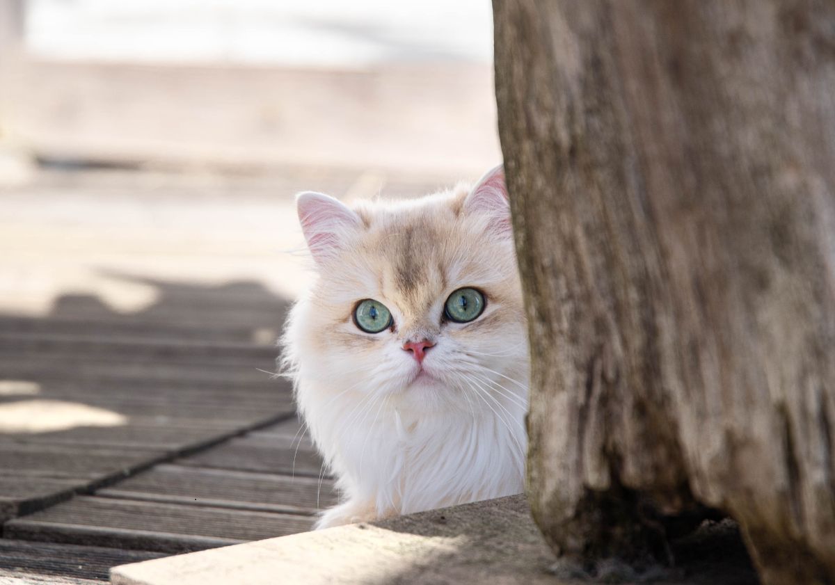 british longhair aux yeux bleus se cachant derrière un arbre