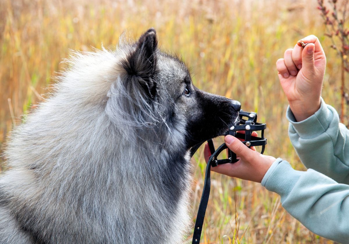 chien mettant une muselière