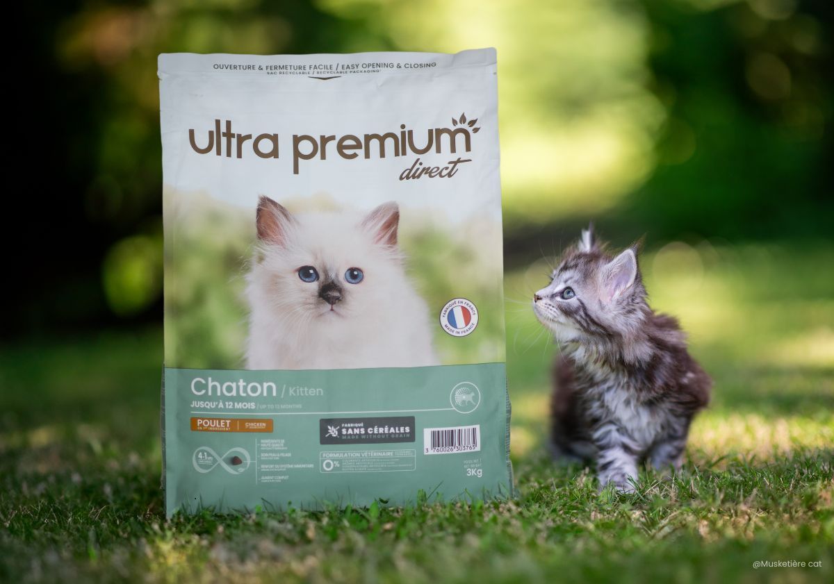 chaton maine coon à côté des croquettes pour chaton ultra premium direct