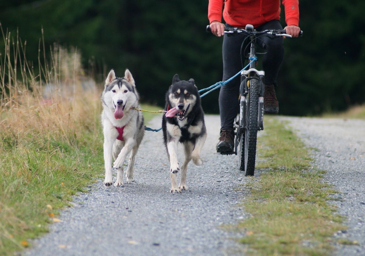 cani-vtt avec deux chiens primitifs