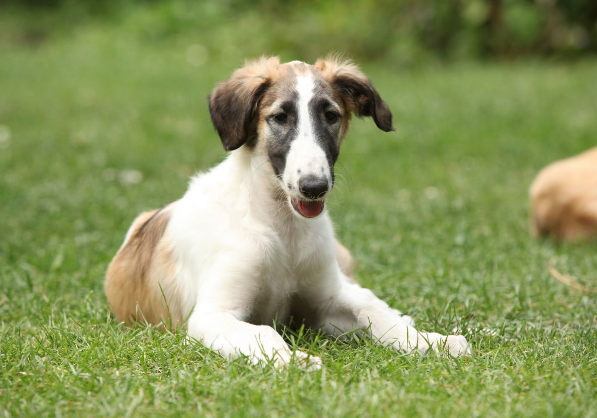 chiot barzoi lévrier russe