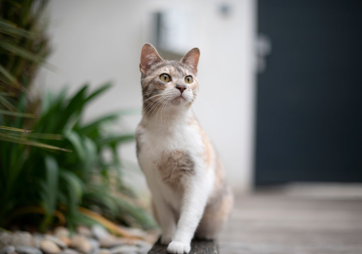chat blanc tricolore assis en intérieur