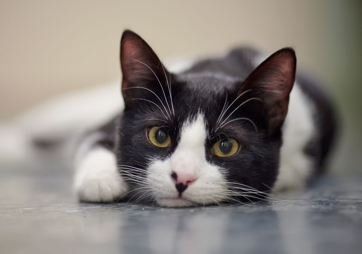 chat noir et blanc allongé par terre regardant l'objectif