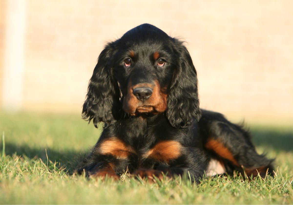 chiot setter gordon dans l'herbe