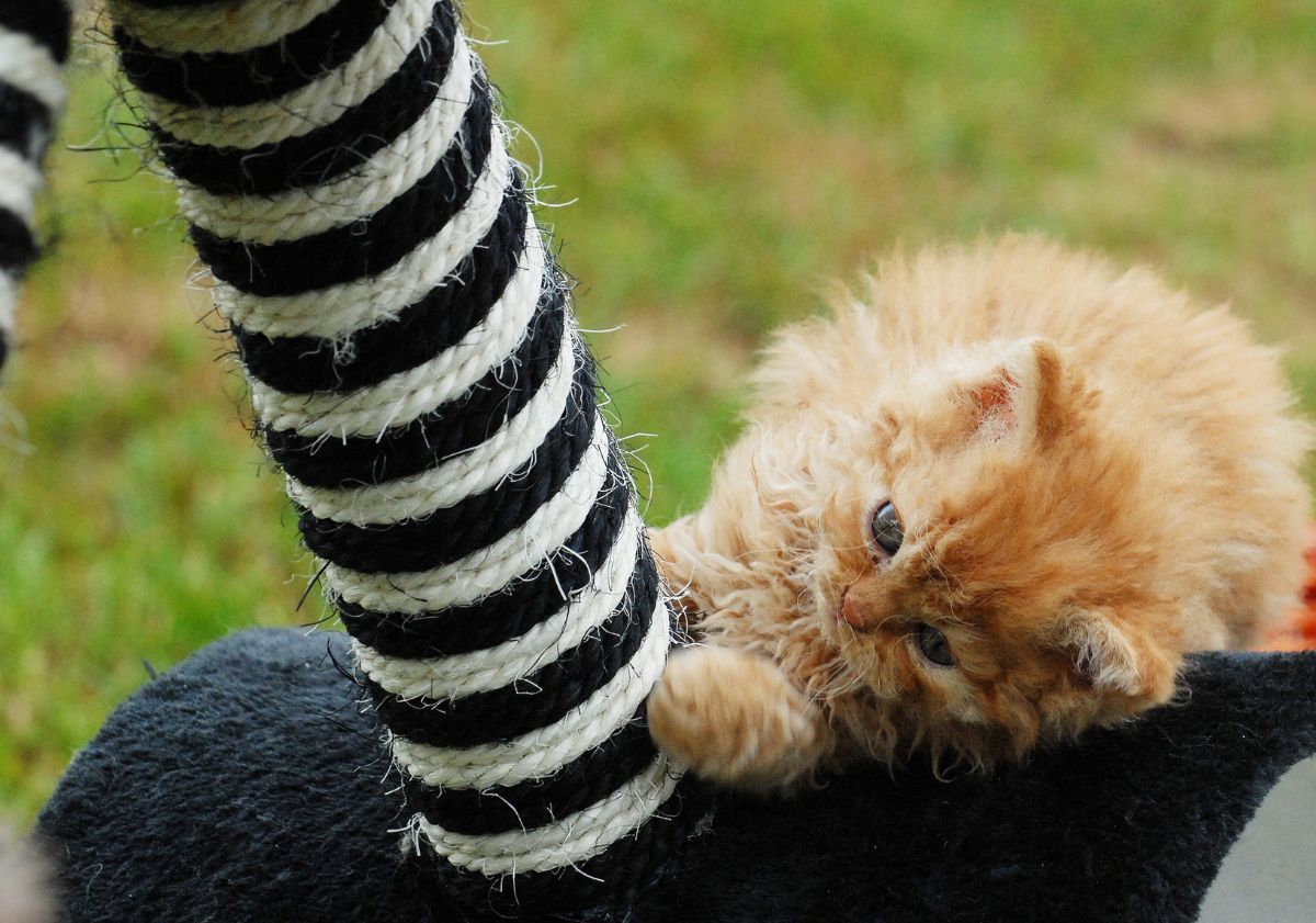 chaton Selkirk Rex roux jouant avec son arbre à chat