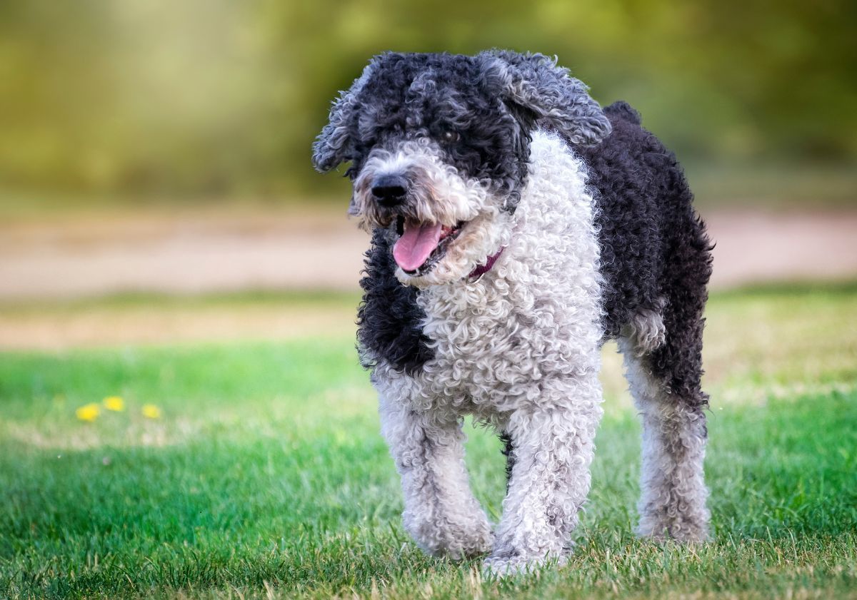 chien d'eau espagnol noir et blanc marchant dans l'herbe