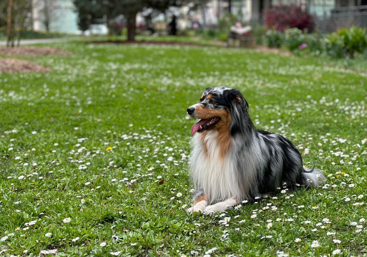 berger australien noir et blanc allongé dans l'herbe