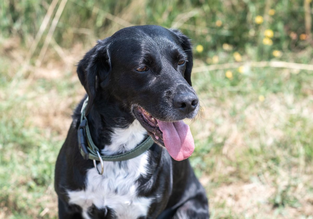 chien noir assis dans l'herbe