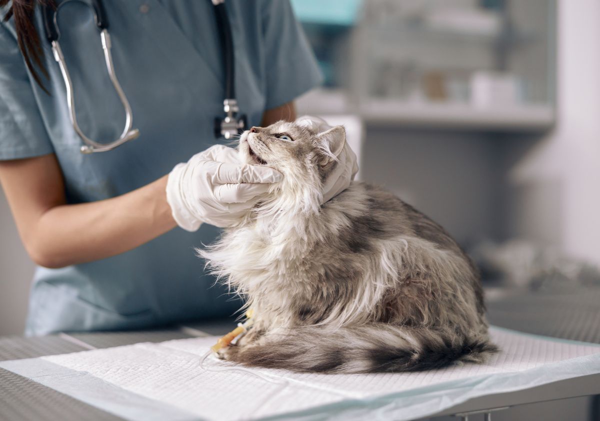 chat à poils longs en examen vétérinaire