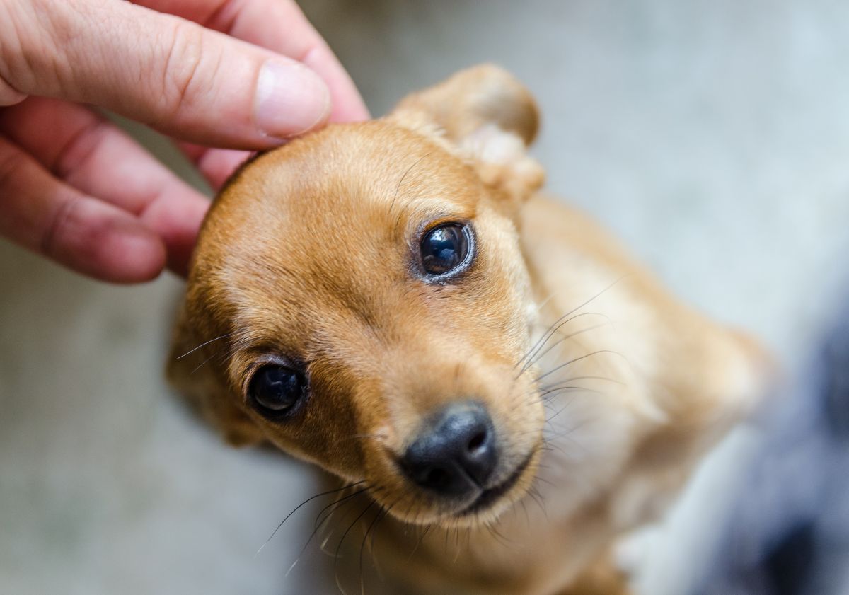 petit chien se faisant caresser