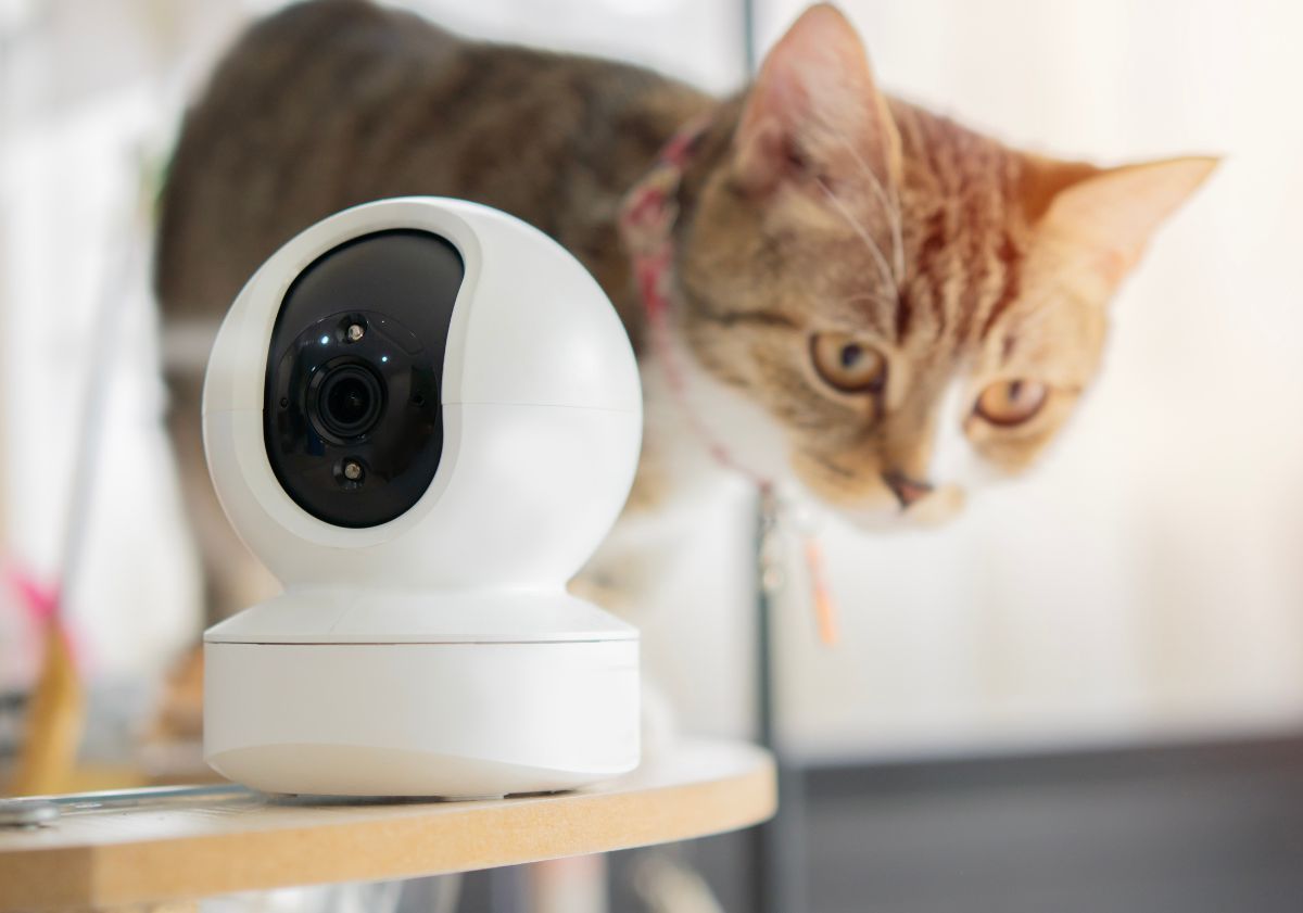 chat passant derrière sa caméra pour chat