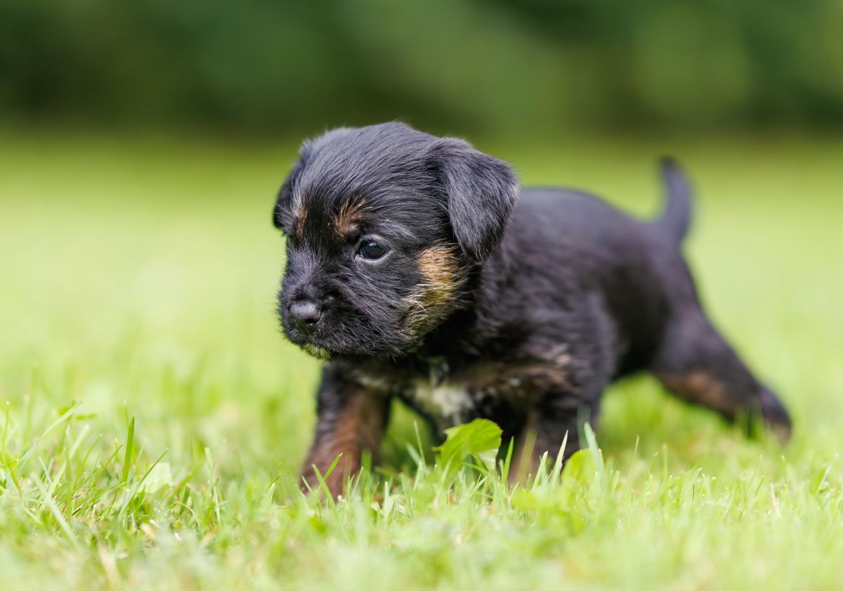 chiot border terrier noir dans l'herbe