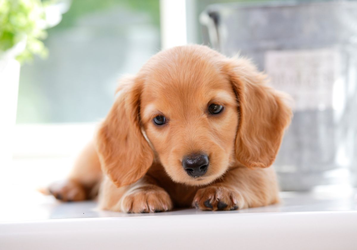 chiot allongé dans une cuisine