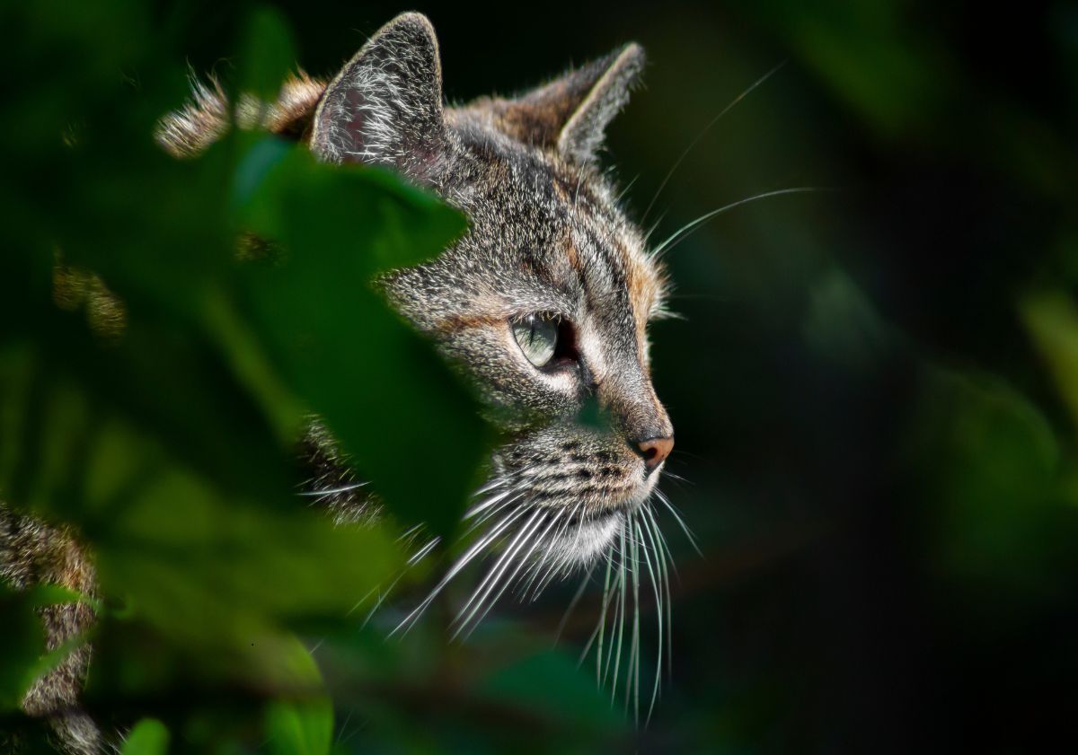 chat tabby dans la nature