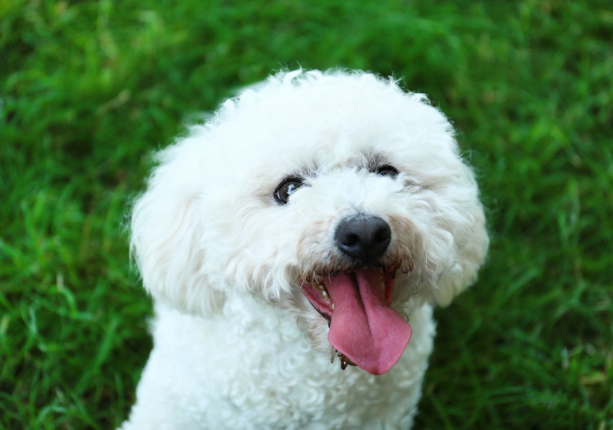bichon frisé blanc tirant la langue assis dans l'herbe