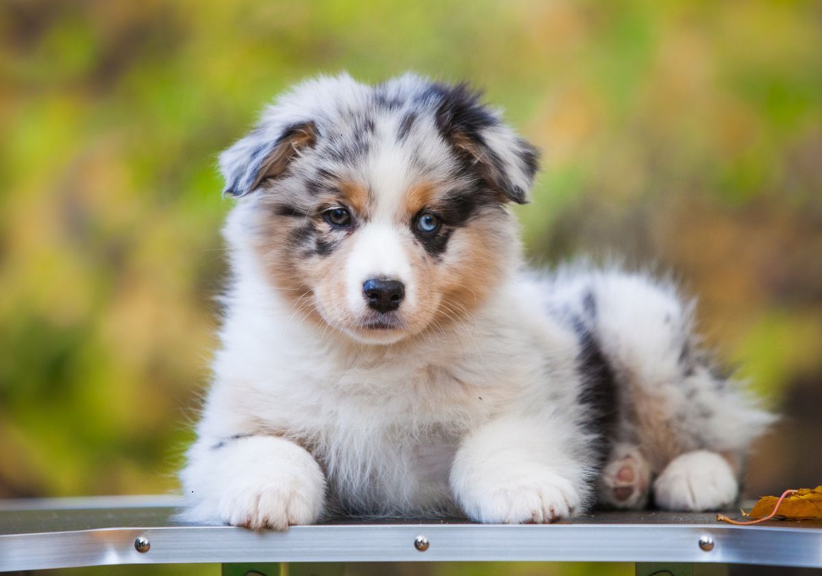 chiot berger américain miniature couché à l'extérieur avec les yeux bicolores