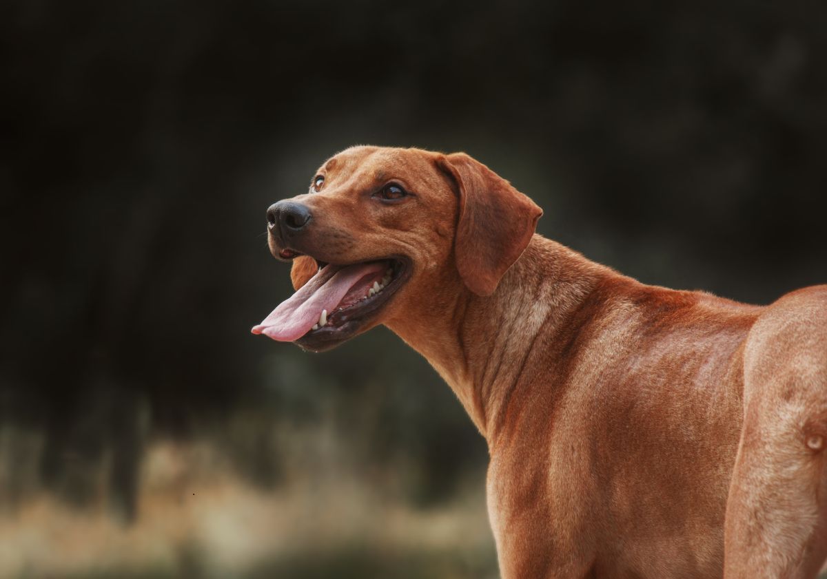 Rhodesian Ridgeback regardant vers la gauche en extérieur