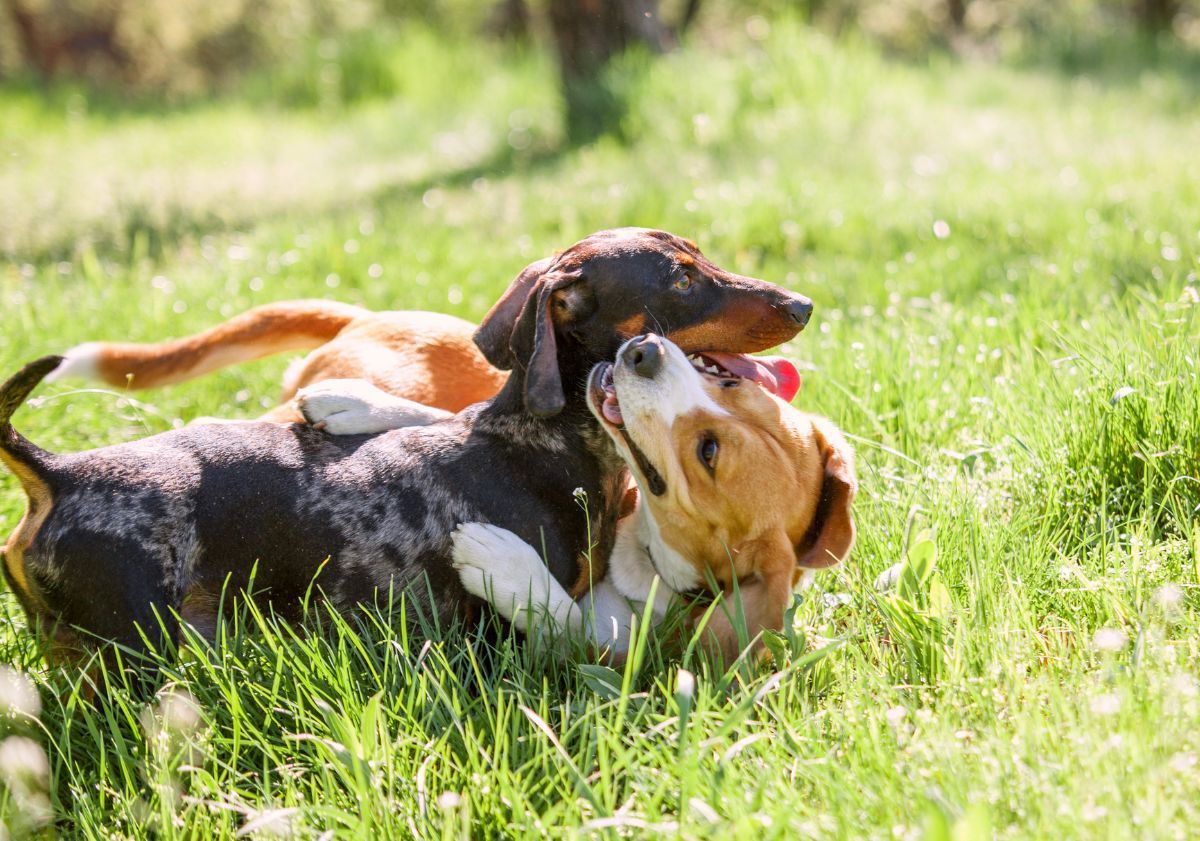 deux chiens qui jouent ensemble dans l'herbe