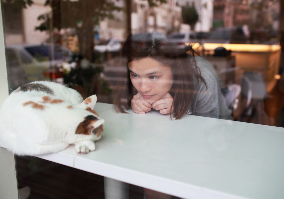 chat blanc tacheté sur une table dans un bar à chat