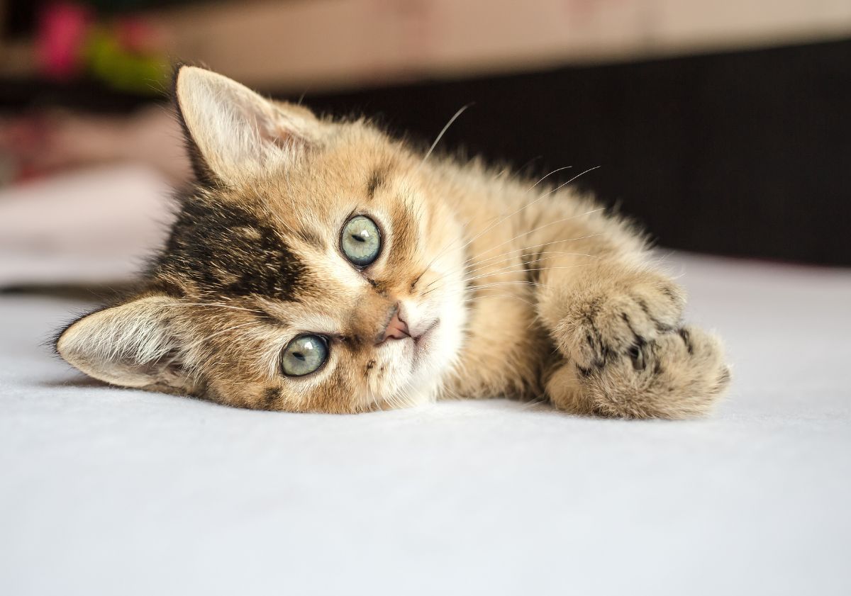 chaton beige aux yeux verts allongé 