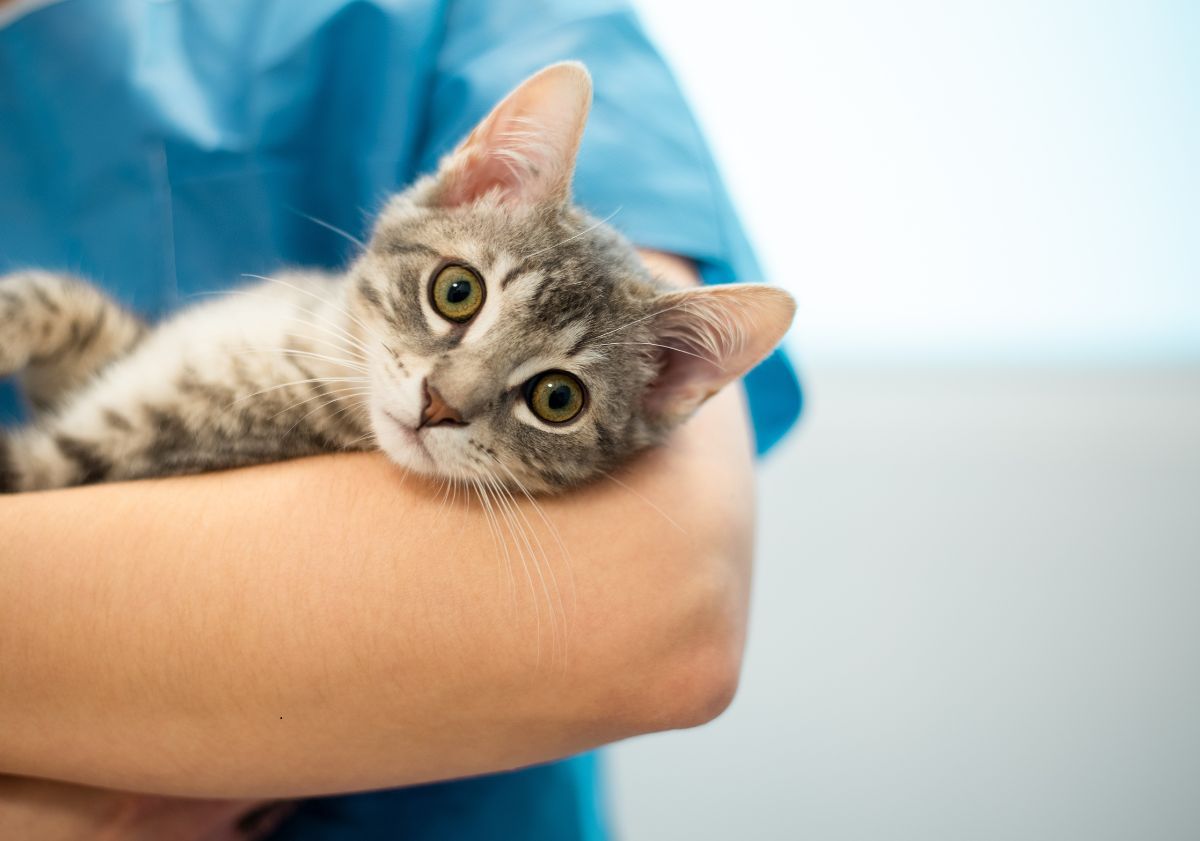 chat gris tigré dans les bras du vétérinaire