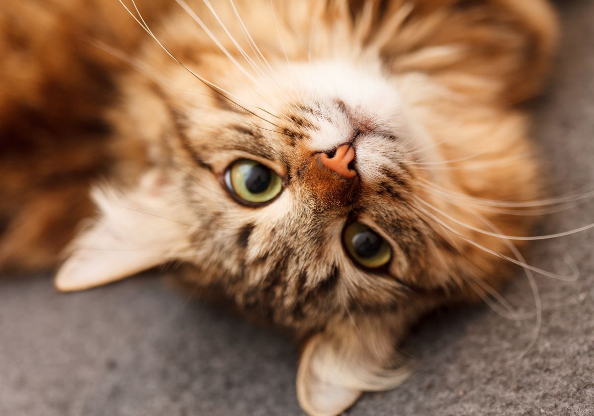 chat mignon sur le dos